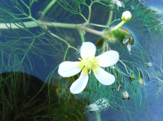 sul laghetto - Ranunculus sp.